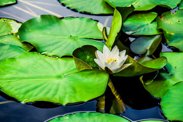 water lilly
