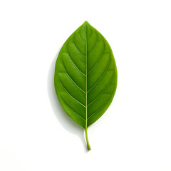Obraz premium Green leaf with detailed veins isolated on white background showing natural texture and fresh vibrant color