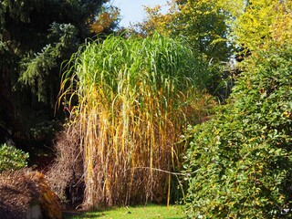 Miscanthus × giganteus giant ornamental grass in autumn, with tall golden-green foliage adding texture, height, and movement to a sunny garden landscape