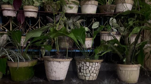Flowers in pots arranged neatly among the stunning raindrops.