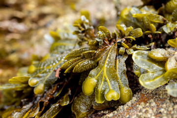 Close-up of Fucus vesiculosus seaweed growing on a coastal rock surface at low tide