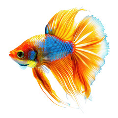 Colorful betta fish swimming, black background, aquarium, pet