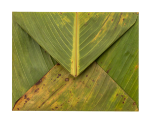 eco banana leaf envelope folded from green leaves on isolated white background