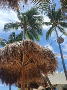 mexico palme