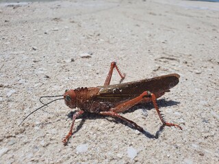 mexico grashüpfer,grille,heuschrecke