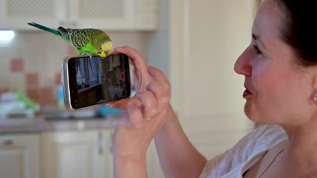 Young woman playing with her green budgerigar perched on her smartphone as the bird playfully tries to nibble her finger