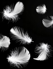 Obraz premium Delicate white feathers gracefully scattered on a deep black background, creating a striking contrast that highlights their soft texture and intricate details.