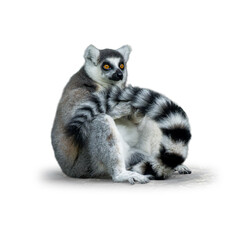 Ring-tailed lemur sitting and curling its long black and white striped tail around its body © phichak