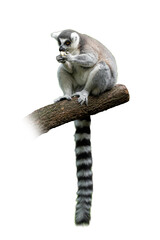 Ring-tailed lemur sitting on a tree branch eating fruit, with its long black and white striped tail hanging down