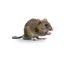 Small brown house mouse sitting and holding food with its tiny paws