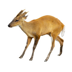 Barking deer walking gracefully with short antlers and reddish-brown fur, isolated on a white background