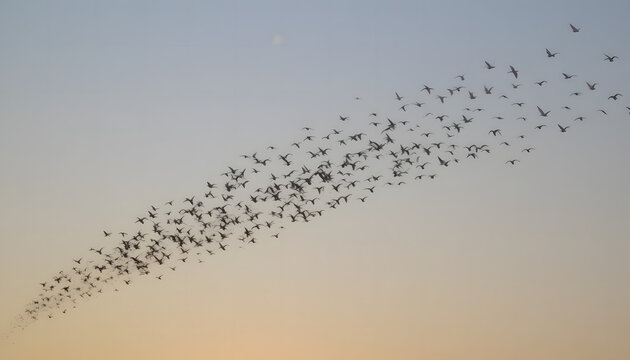 Aerial Symphony: A large flock of birds gracefully soaring across a gradient sky at dusk, creating a mesmerizing spectacle of nature's elegance.