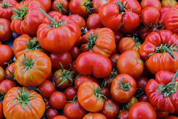 Fresh organic tomato vegetable in vibrant red and orange color