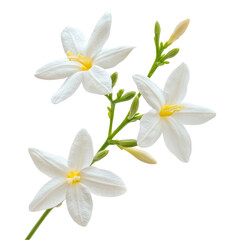 Elegant White Flowers Branch Isolated Black Background