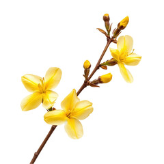 Fototapeta premium Yellow Forsythia Flowers Branch Spring Blooms Nature Botany