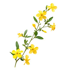 Yellow Jasmine Flowers Branch Green Leaves Black Background