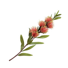 Red Callistemon flowers on a branch against a black background
