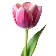 Pink Tulip PNG | Fresh Tulip Flower Isolated on Transparent Background
