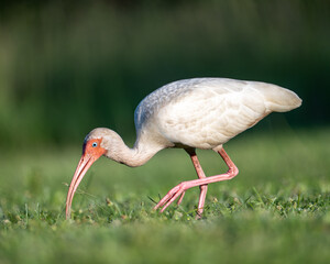 American White Ibis Feeding on Insects – Eudocimus albus Wildlife Photography

