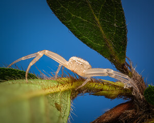 White Crab Spider on Green Leaf – Thomisidae Macro with Blue Background

