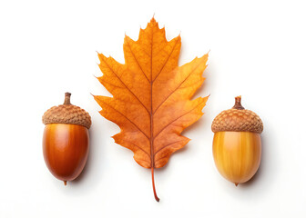Autumn still life featuring an orange oak leaf and two acorns on a white background surface