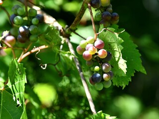 Growing wild grape bunch 