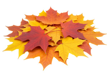 Vibrant Autumn Maple Leaves – Colorful Fall Elegance on White