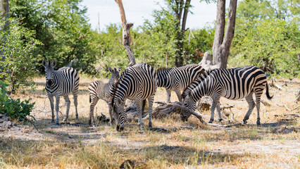 Naklejka premium Group of zebras taking shelter under the shade during the hottest hours of the day, Khwai River Nature Reserve, Okavango Delta, Botswana