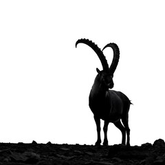 Silhouette of a majestic ibex with impressive curved horns standing on rocky terrain against a bright white background.