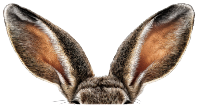 Detailed close-up of fluffy rabbit ears with intricate fur texture