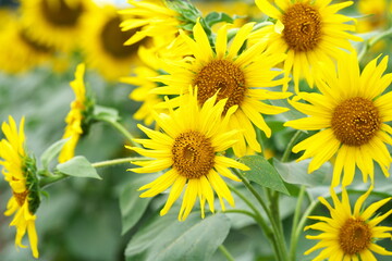 Obraz premium 満開のひまわりの花