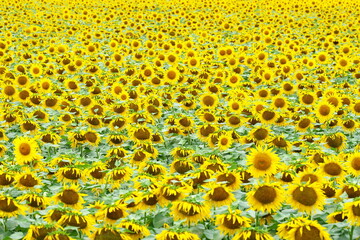 満開のひまわりの花