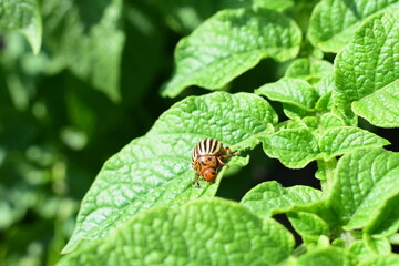 Close-up of Colorado potato beetle on potato leaf. Harmful insect pest damaging crops. Natural light, summer season