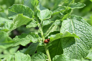 Colorado potato beetle larvae on green leaves of potato plant. Insect infestation, crop pest close-up. Summer farming threat.

