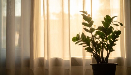 Fototapeta premium シアーカーテンの窓辺に浮かぶ緑の鉢植えシルエットのやさしい光景