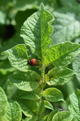Colorado potato beetle larvae on green leaves of potato plant. Insect infestation, crop pest close-up. Summer farming threat.

