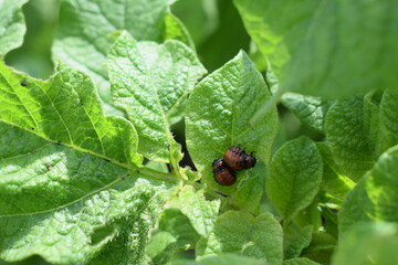 Colorado potato beetle larvae on green leaves of potato plant. Insect infestation, crop pest close-up. Summer farming threat.

