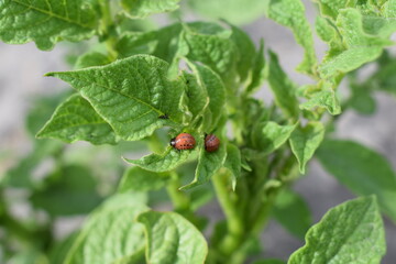 Colorado potato beetle larvae on green leaves of potato plant. Insect infestation, crop pest close-up. Summer farming threat.

