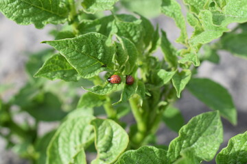 Colorado potato beetle larvae on green leaves of potato plant. Insect infestation, crop pest close-up. Summer farming threat.

