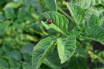 Colorado potato beetle larvae on green leaves of potato plant. Insect infestation, crop pest close-up. Summer farming threat.

