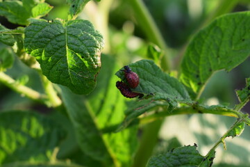 Colorado potato beetle larvae on green leaves of potato plant. Insect infestation, crop pest close-up. Summer farming threat.

