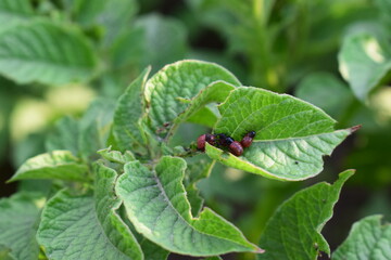 Colorado potato beetle larvae on green leaves of potato plant. Insect infestation, crop pest close-up. Summer farming threat.

