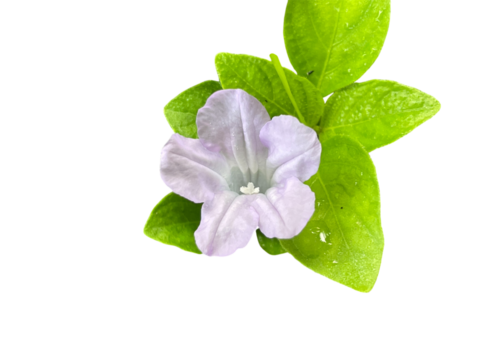 green leaf with flowers - Powered by Adobe