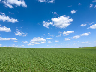 Obraz premium A vast field of green grass under a blue sky with white clouds