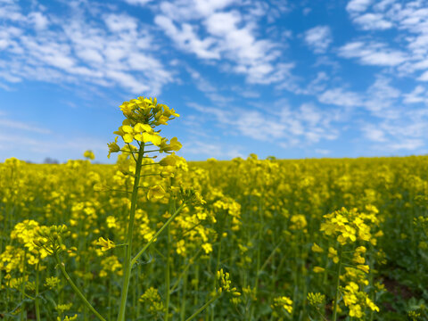 A field of bright yellow flowers of rapeseed under a clear blue sky
