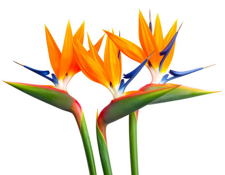 Bird of paradise flowers isolated on white background. Vibrant tropical Strelitzia reginae flowers.