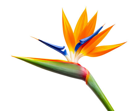 Bird of paradise flower isolated on white background. Vibrant tropical Strelitzia reginae flower.