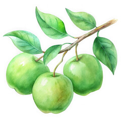 Watercolor painting of three green apples on a branch isolated on transparent background
