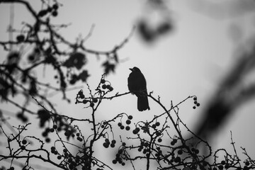 Raven silhouette