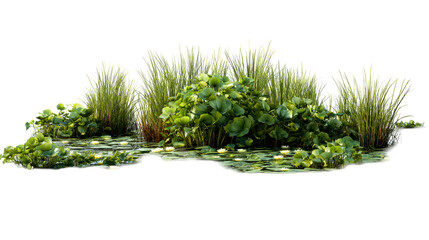 Lush water plants with white water lilies floating on calm water